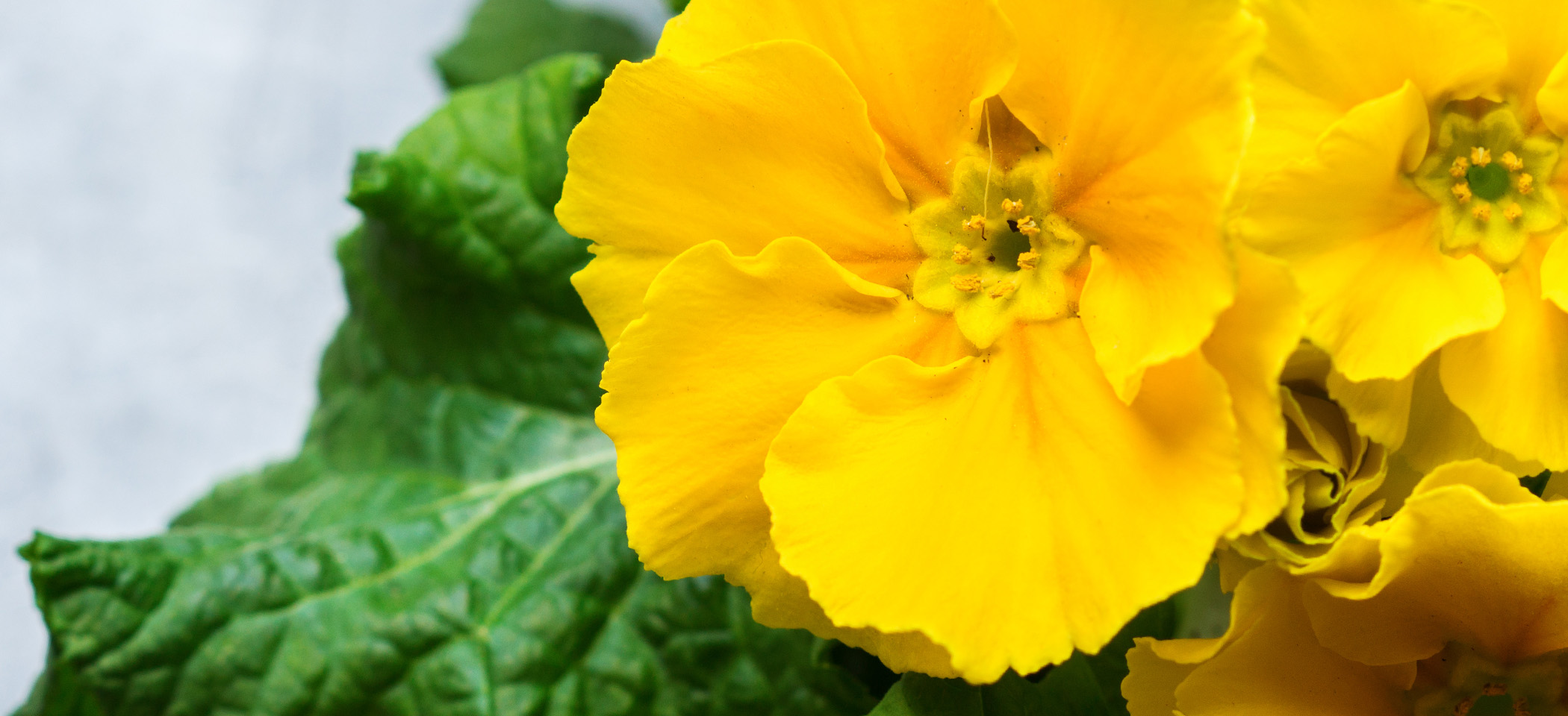 Palmer's Flowers Designs for Every Occasion! Palmer's Darien